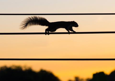 squirrel on electric wire against sunset sky